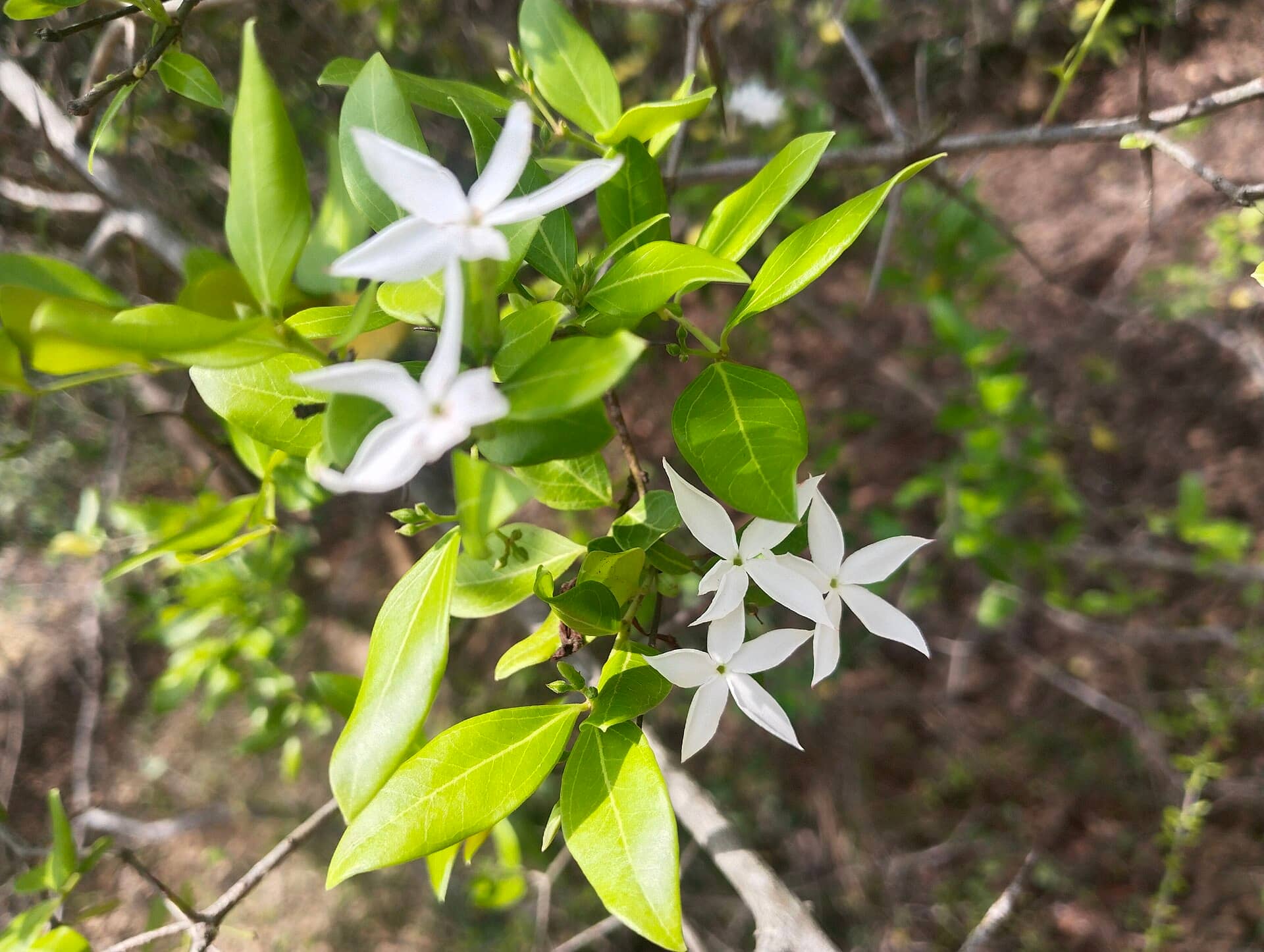 Jasmine