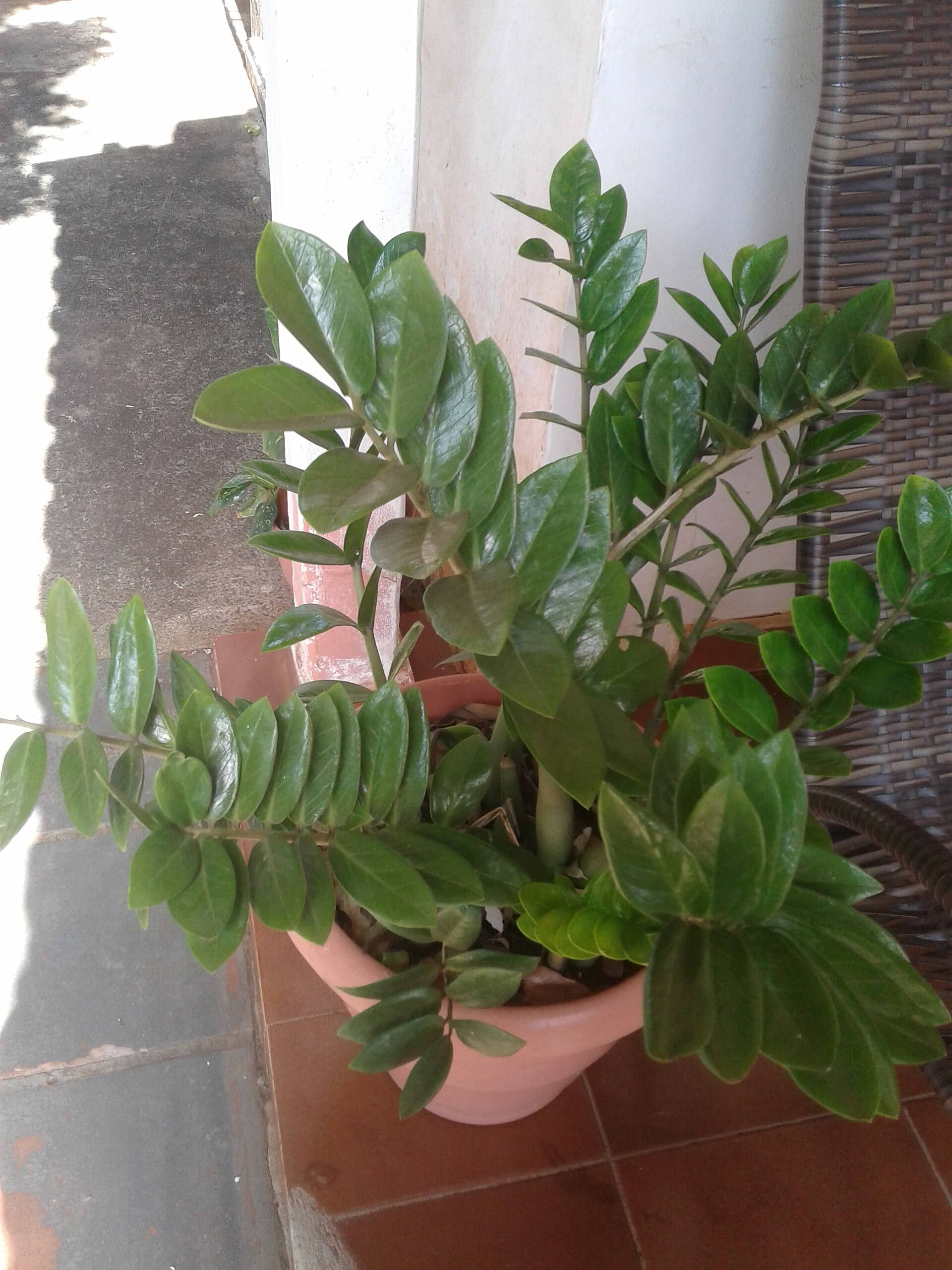 ZZ plant