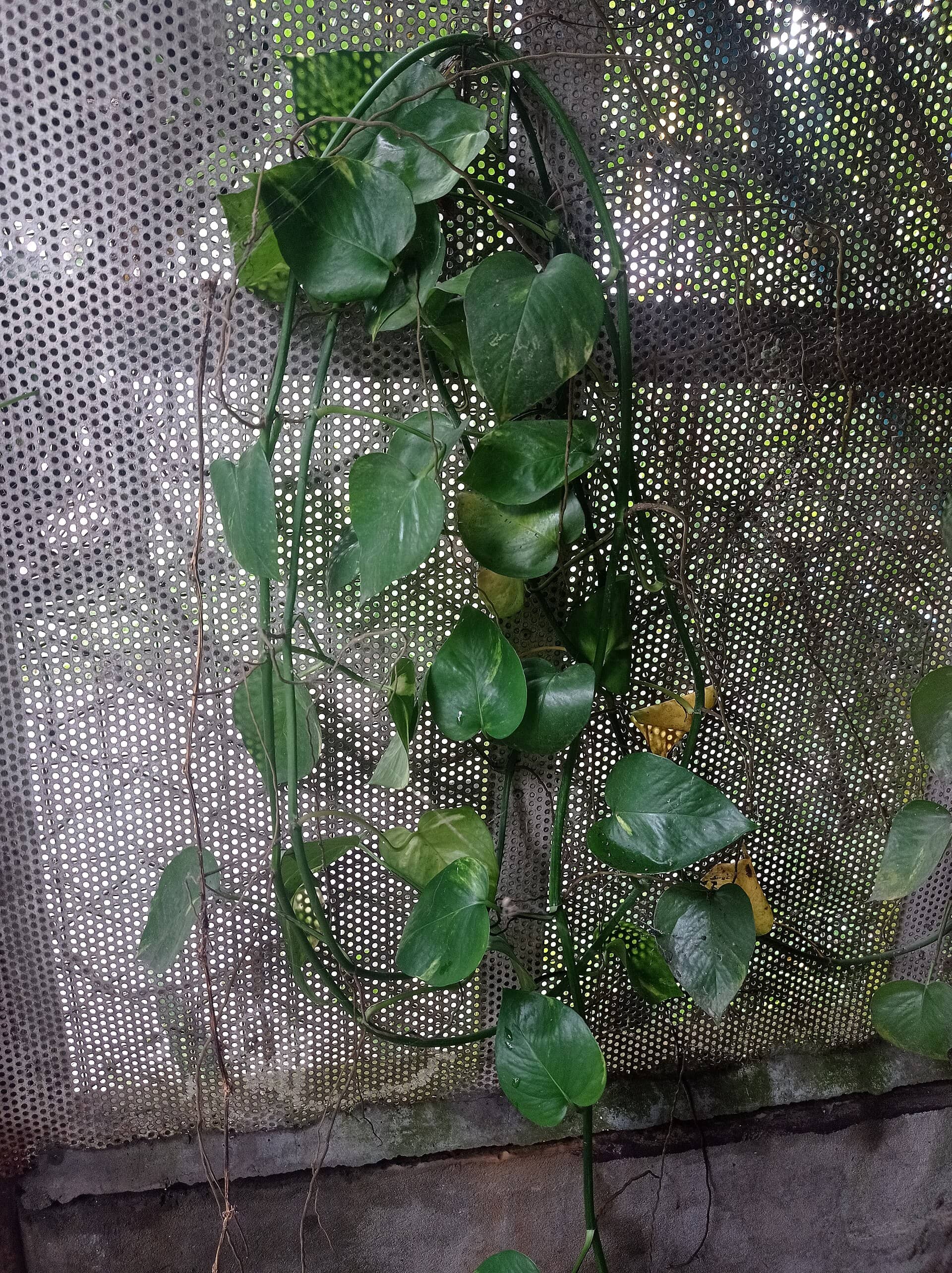 Golden pothos