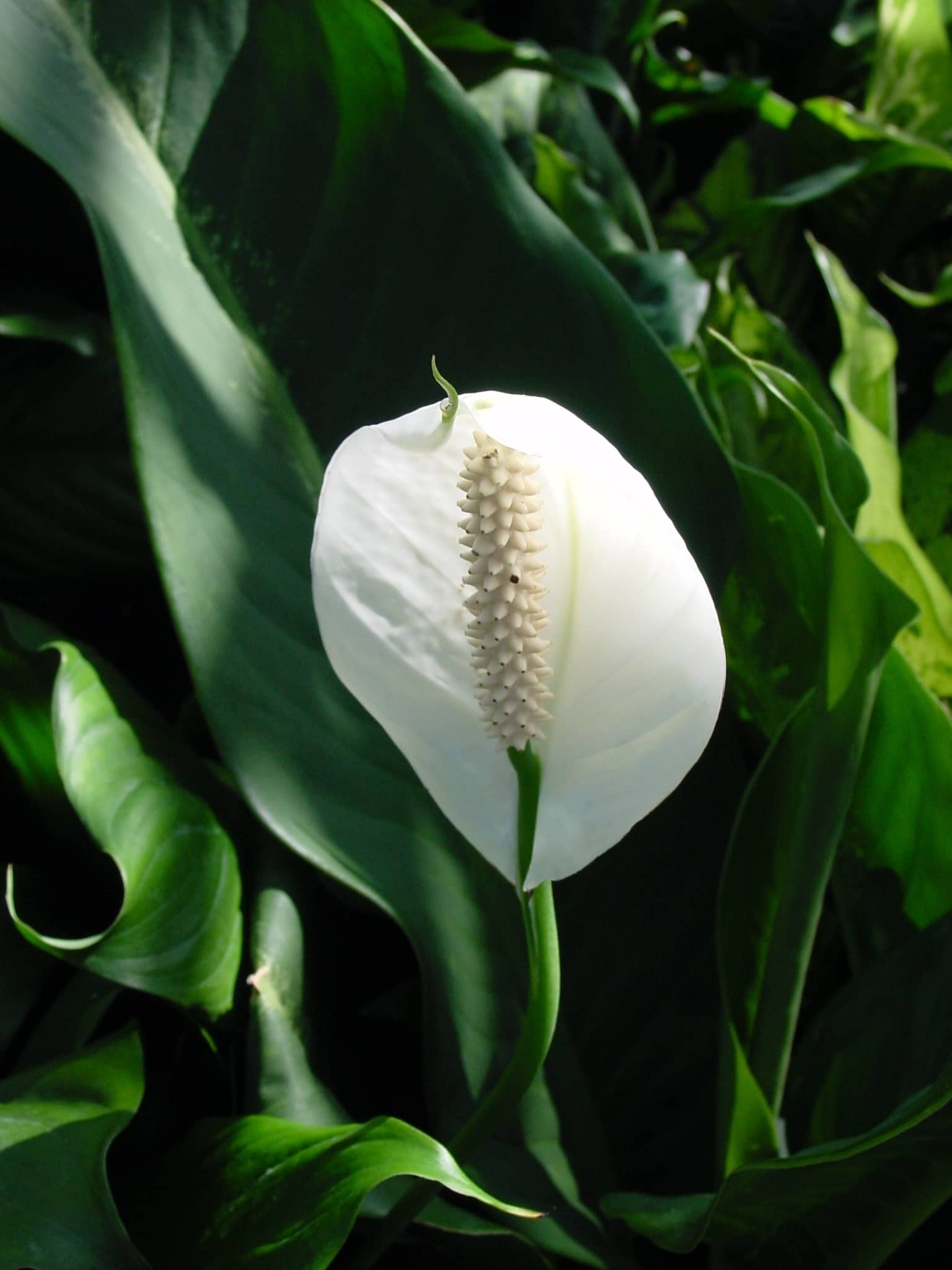 Peace lily