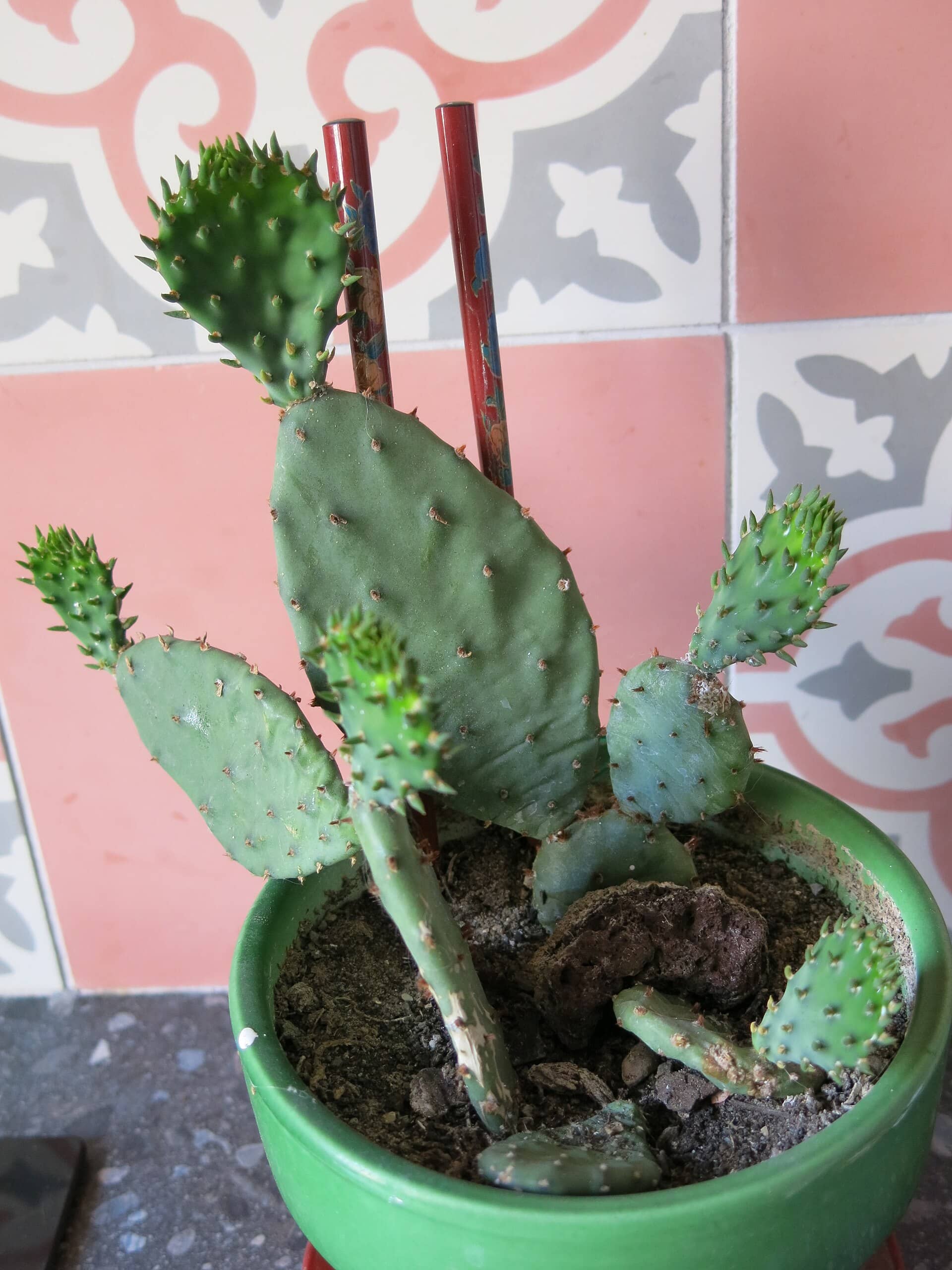 Prickly pear