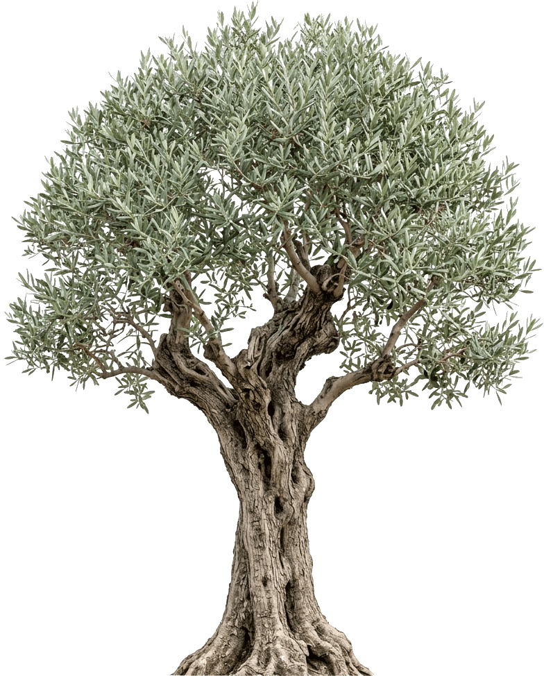 Olive tree, image 1