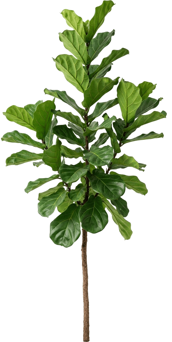 Fiddle-leaf fig, image 1