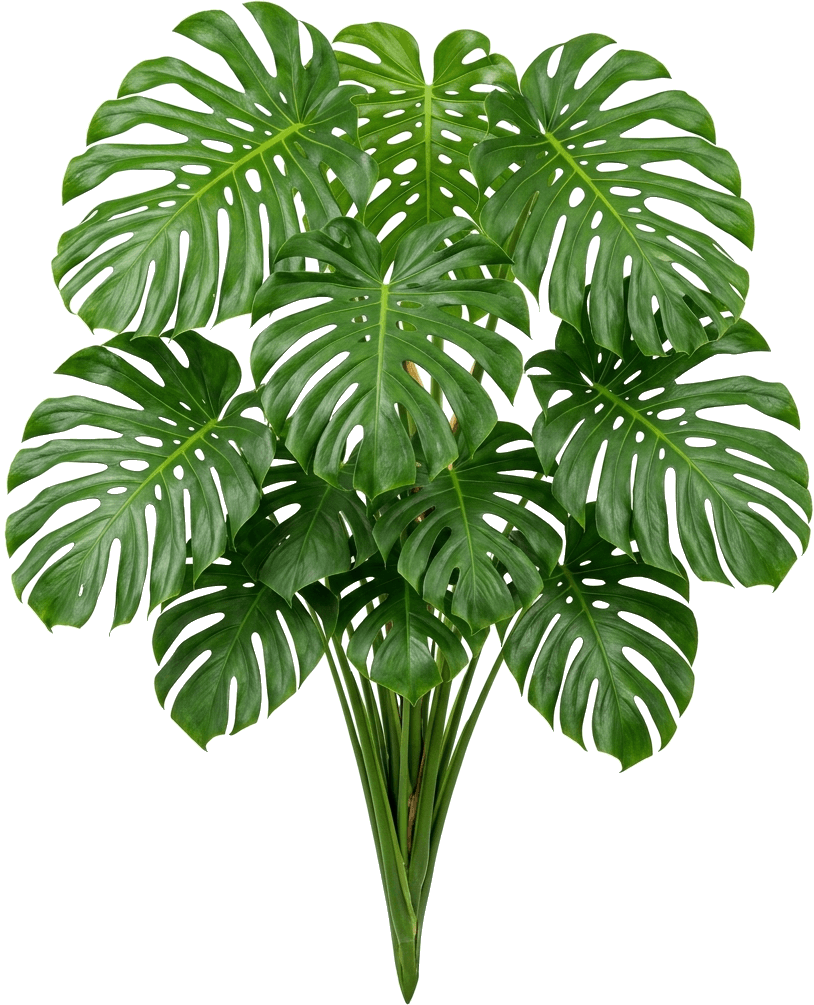 Monstera, image 1
