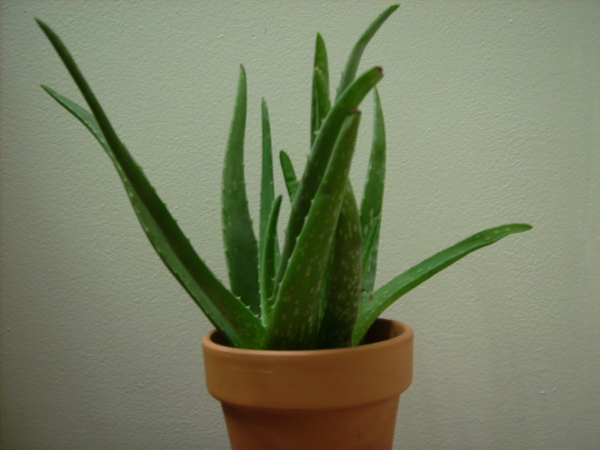 Aloe vera, image 1