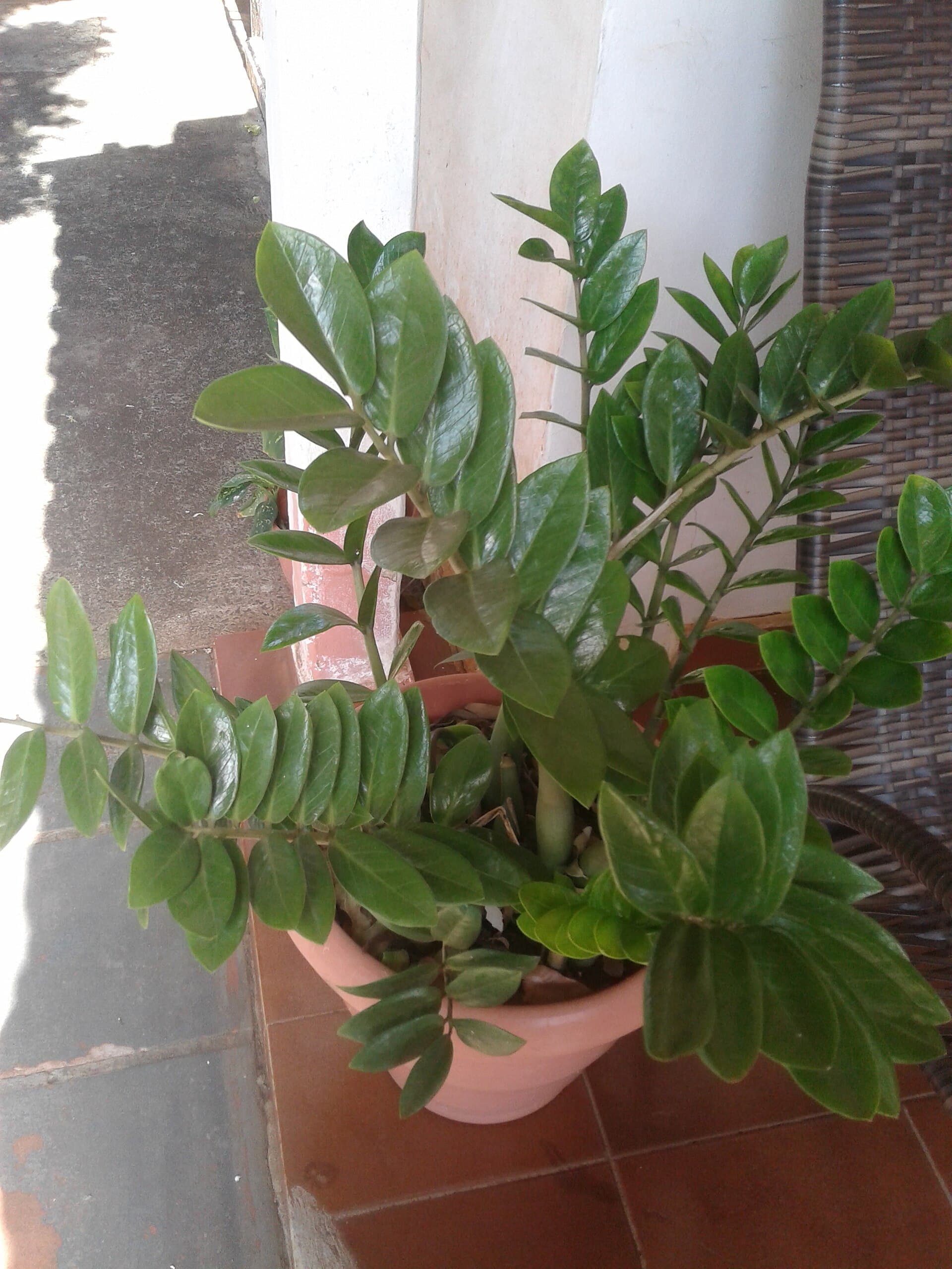 ZZ plant, image 1