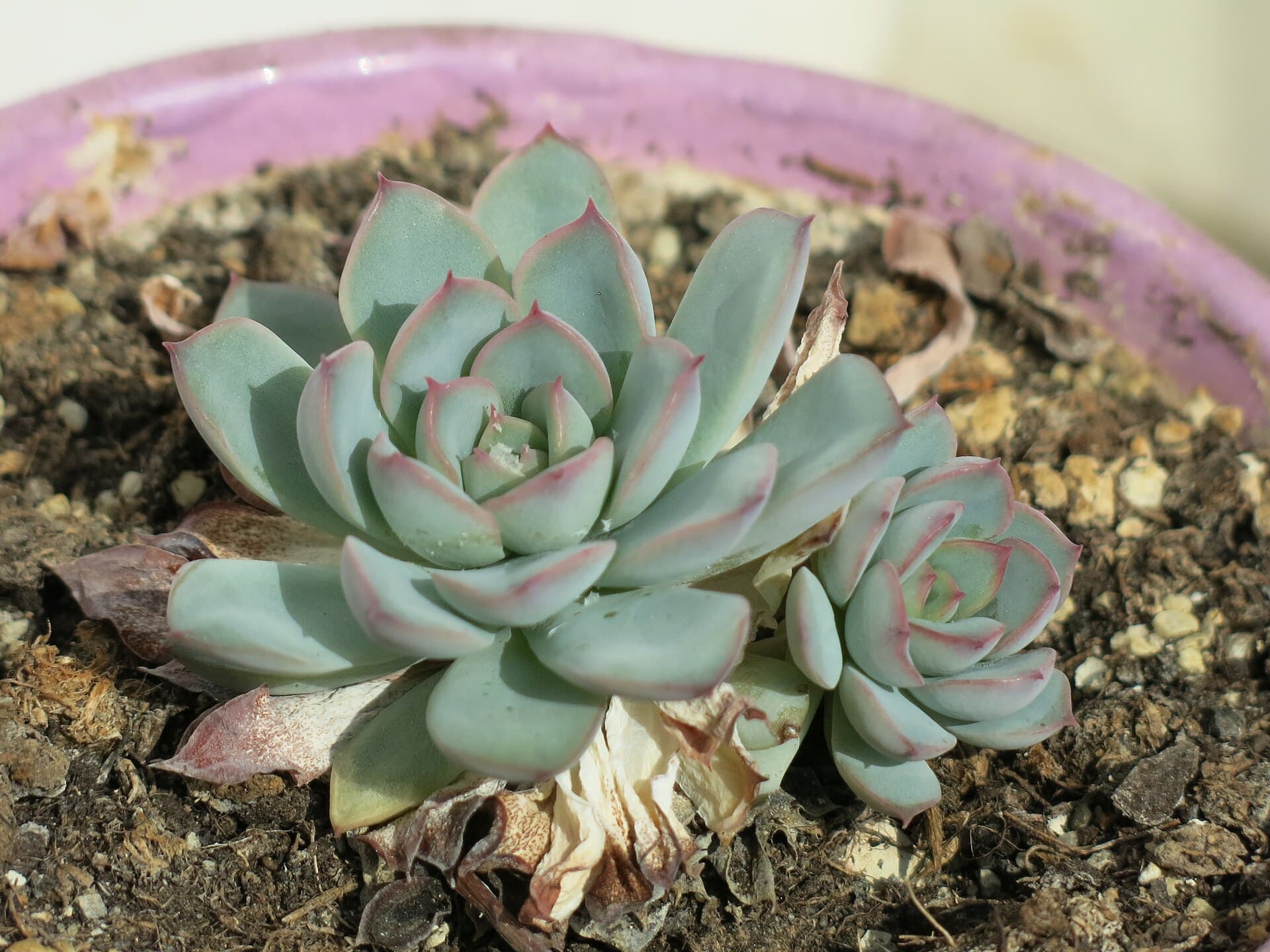 Echeveria, image 1