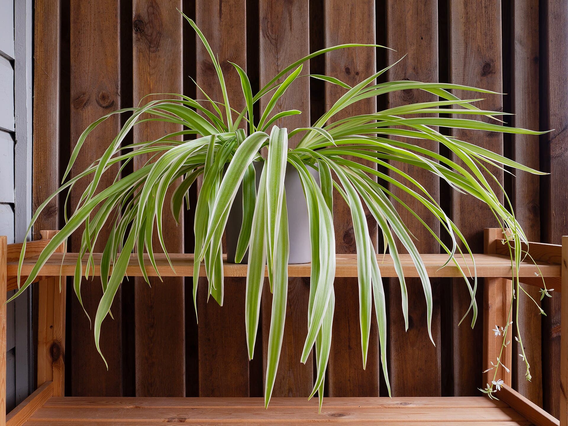 Spider plant, image 1